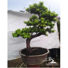 Lohansung Cincuan (Podocarpus sp)